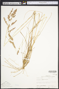 Eragrostis secundiflora image